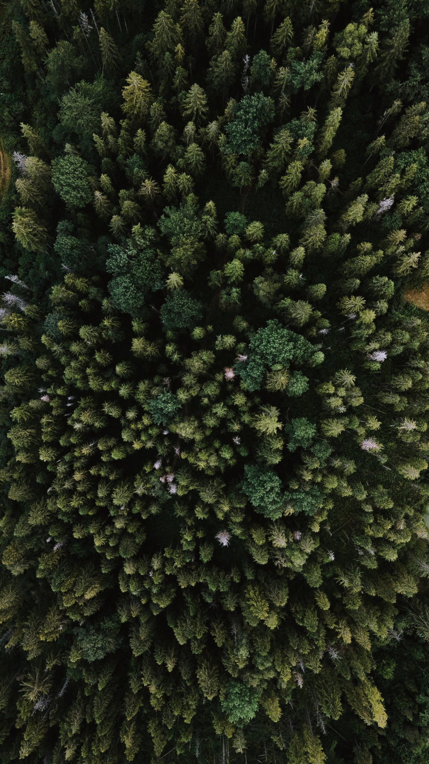 DES ARBRES ET DE LA VIE