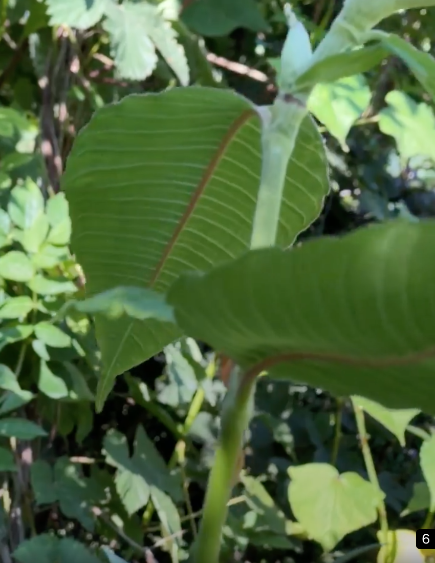 LE JARDIN-FORÊT, AUCUN ÊTRE VIVANT NE S’ÉPANOUIT SEUL