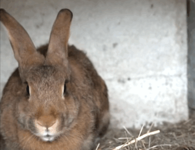 La terre de Clément