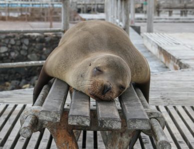 Repos ou récupération ?